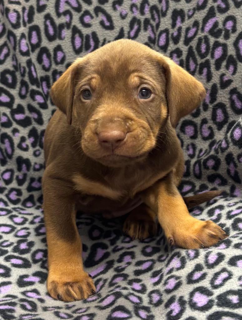 Enzo, a Adoptable mixed breed in Seven Points, TX image 3/3