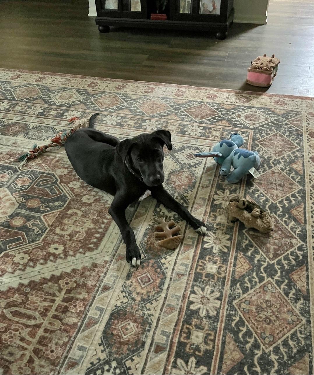 Enlarge Kovu now Kona, a ADOPTABLE mixed breed in Cypress, TX image 3/4