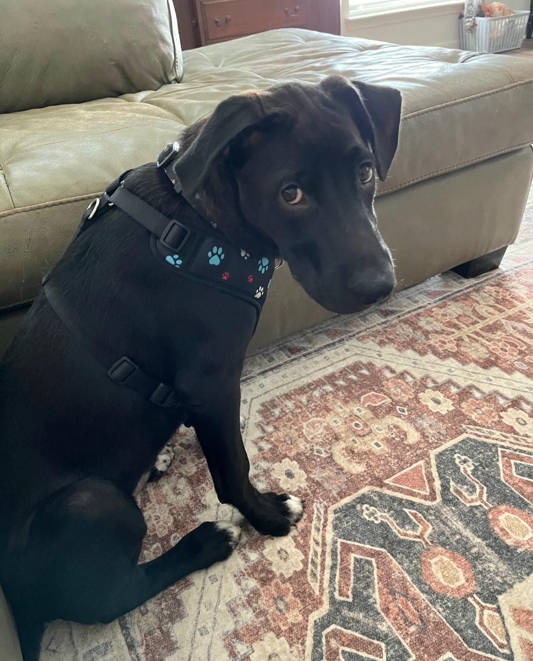 Kovu now Kona, ADOPTABLE, Puppy Male Black Labrador Retriever.