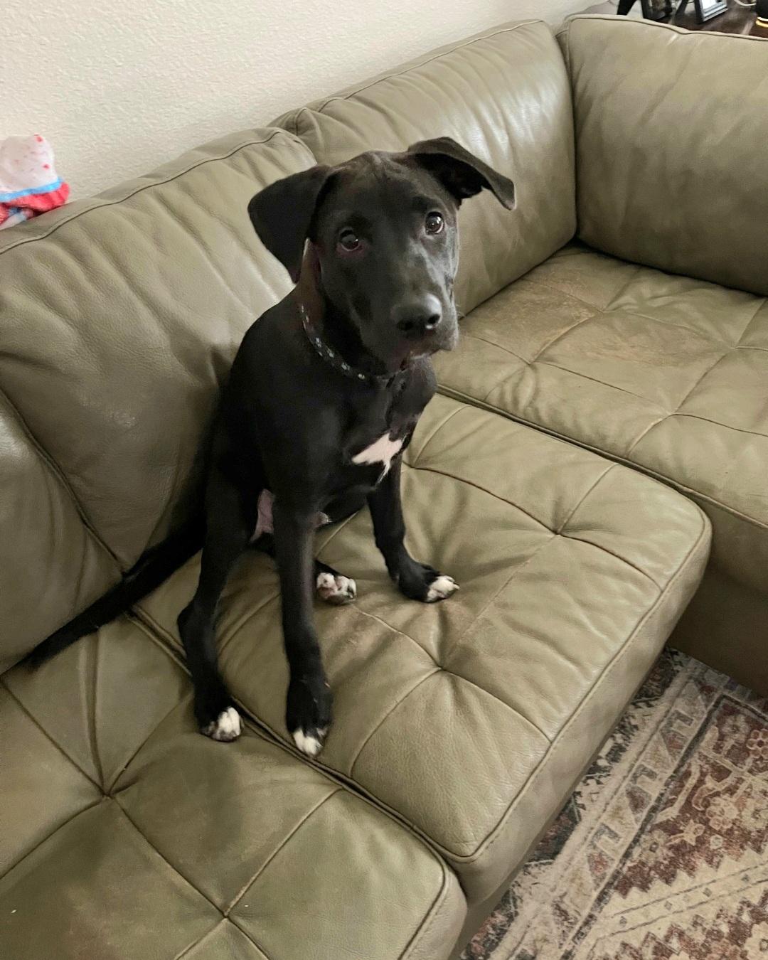 Enlarge Kovu now Kona, a ADOPTABLE mixed breed in Cypress, TX image 4/4