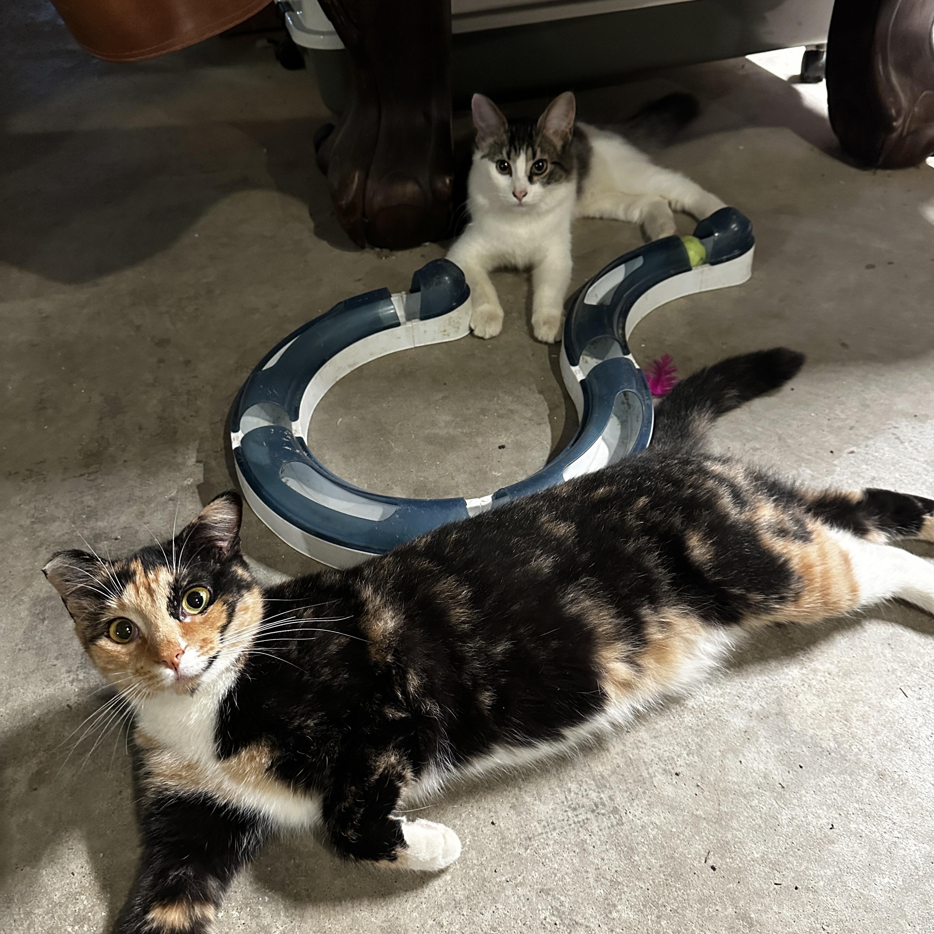 Enlarge Mariah, a Adoptable Domestic Short Hair in Suffolk, VA image 2/6