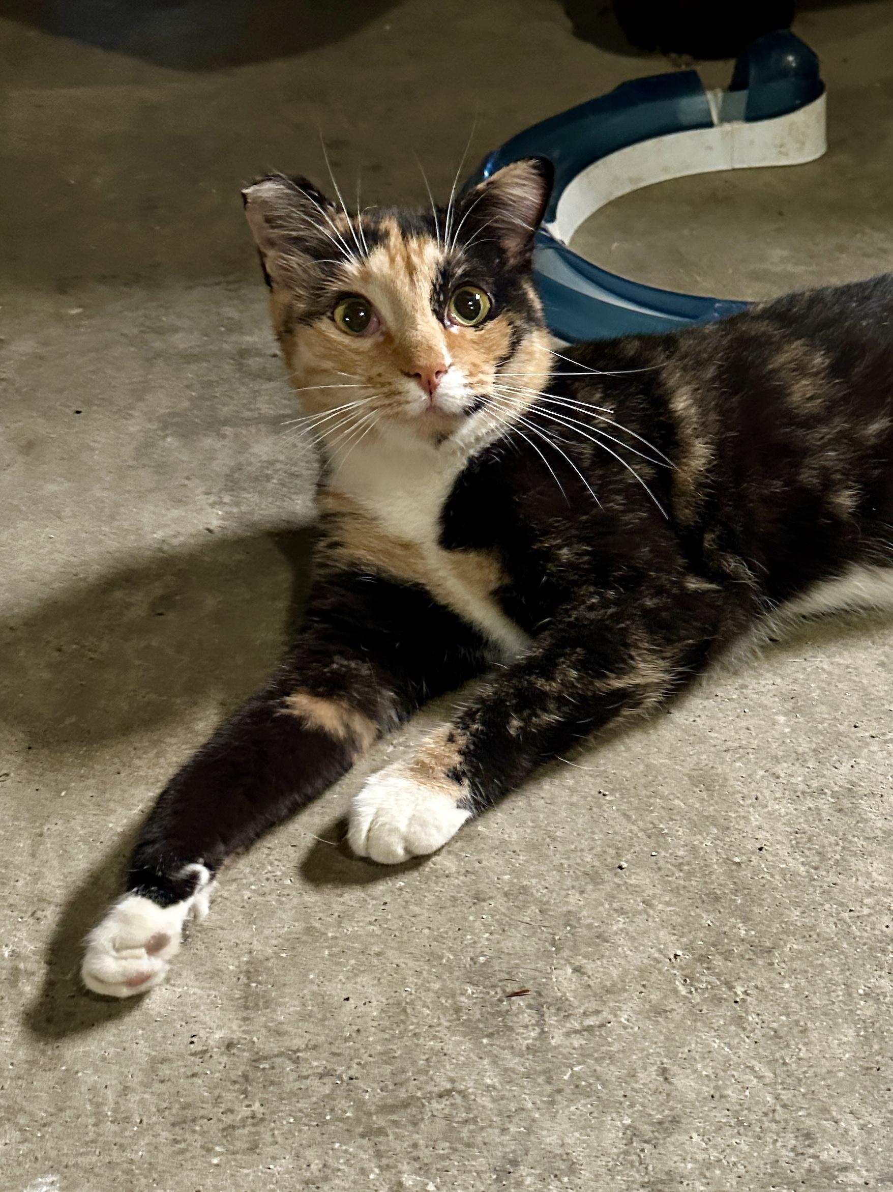 Enlarge Mariah, a Adoptable Domestic Short Hair in Suffolk, VA image 3/6