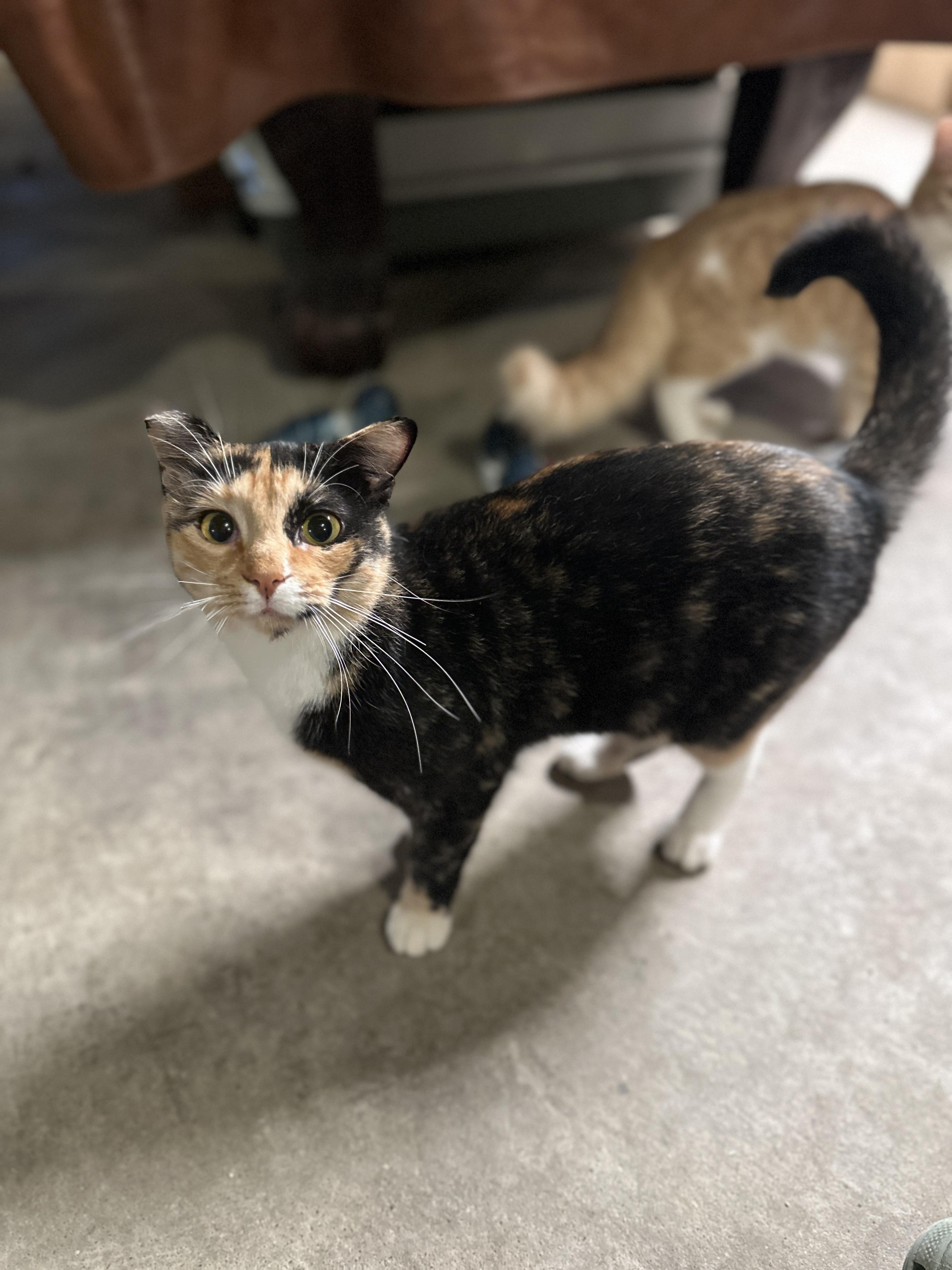 Enlarge Mariah, a Adoptable Domestic Short Hair in Suffolk, VA image 4/6