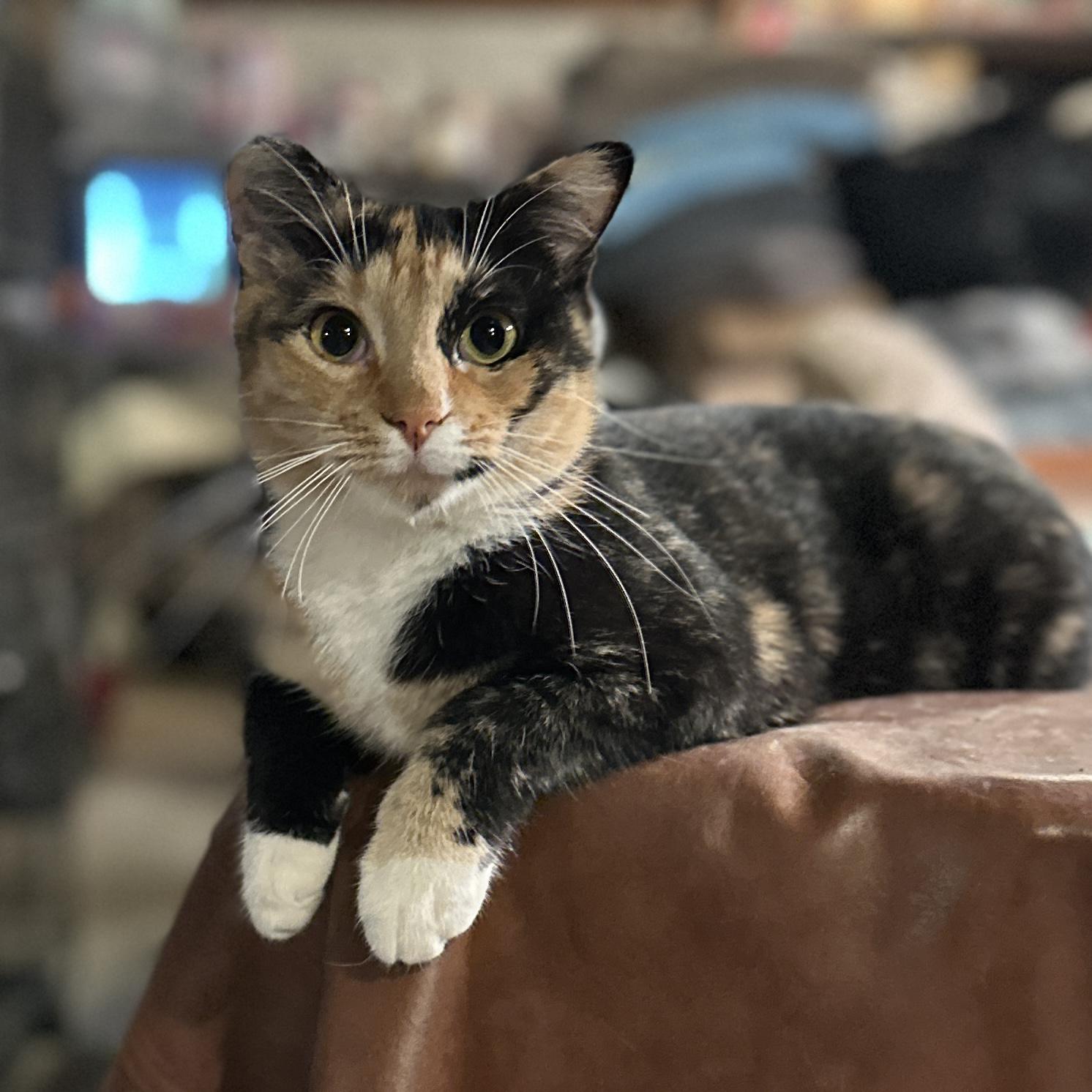 Mariah, Adoptable, Adult Female Domestic Short Hair.
