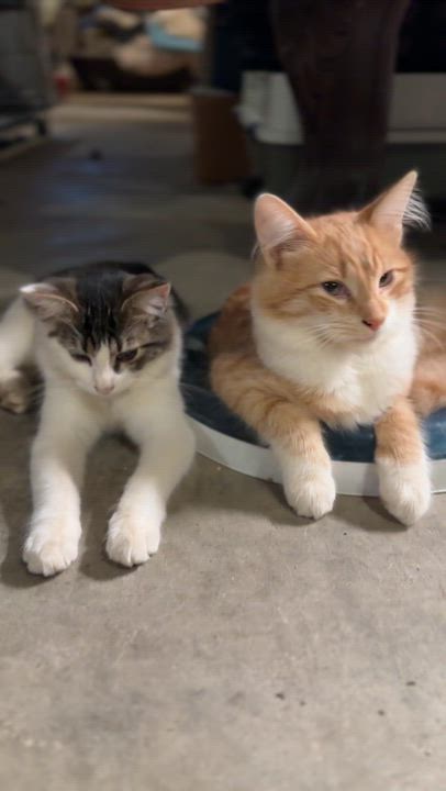 Enlarge Mariah, a Adoptable Domestic Short Hair in Suffolk, VA video 5/6