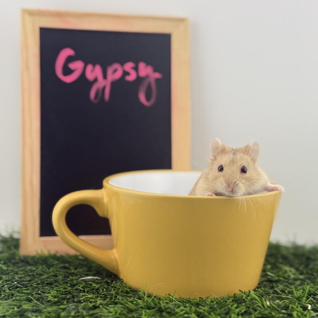 Gypsy, Adoptable, Adult Female Dwarf Hamster.