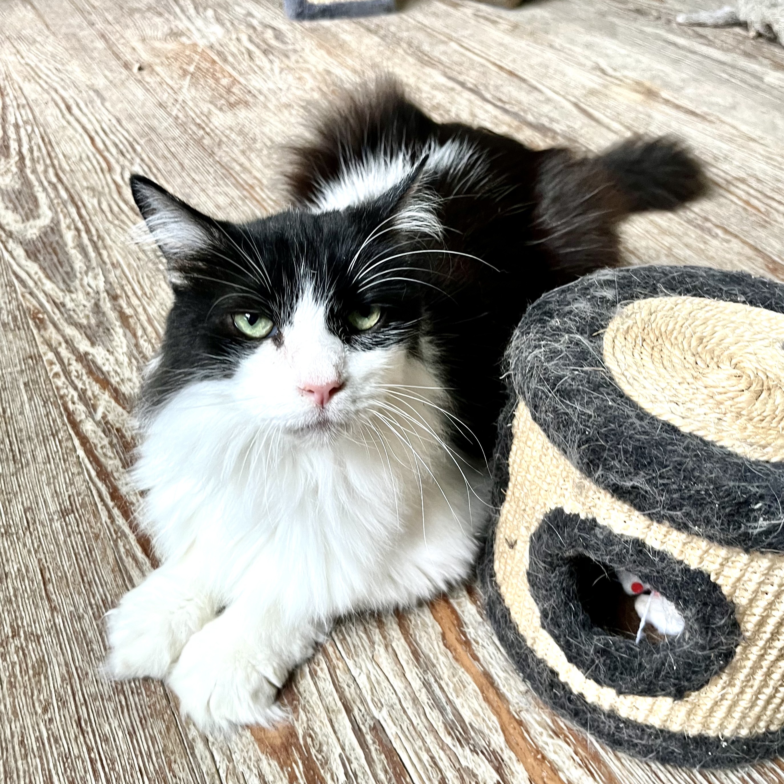 Sylvester, a Adoptable Domestic Medium Hair in Shreveport, LA image 2/4