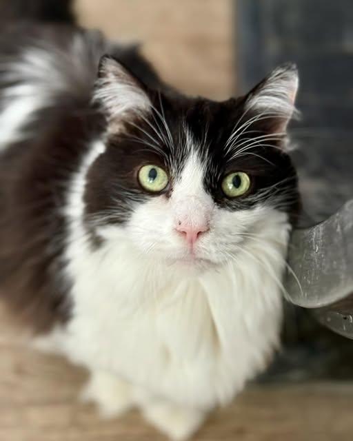 Sylvester, Adoptable, Senior Male Domestic Medium Hair.