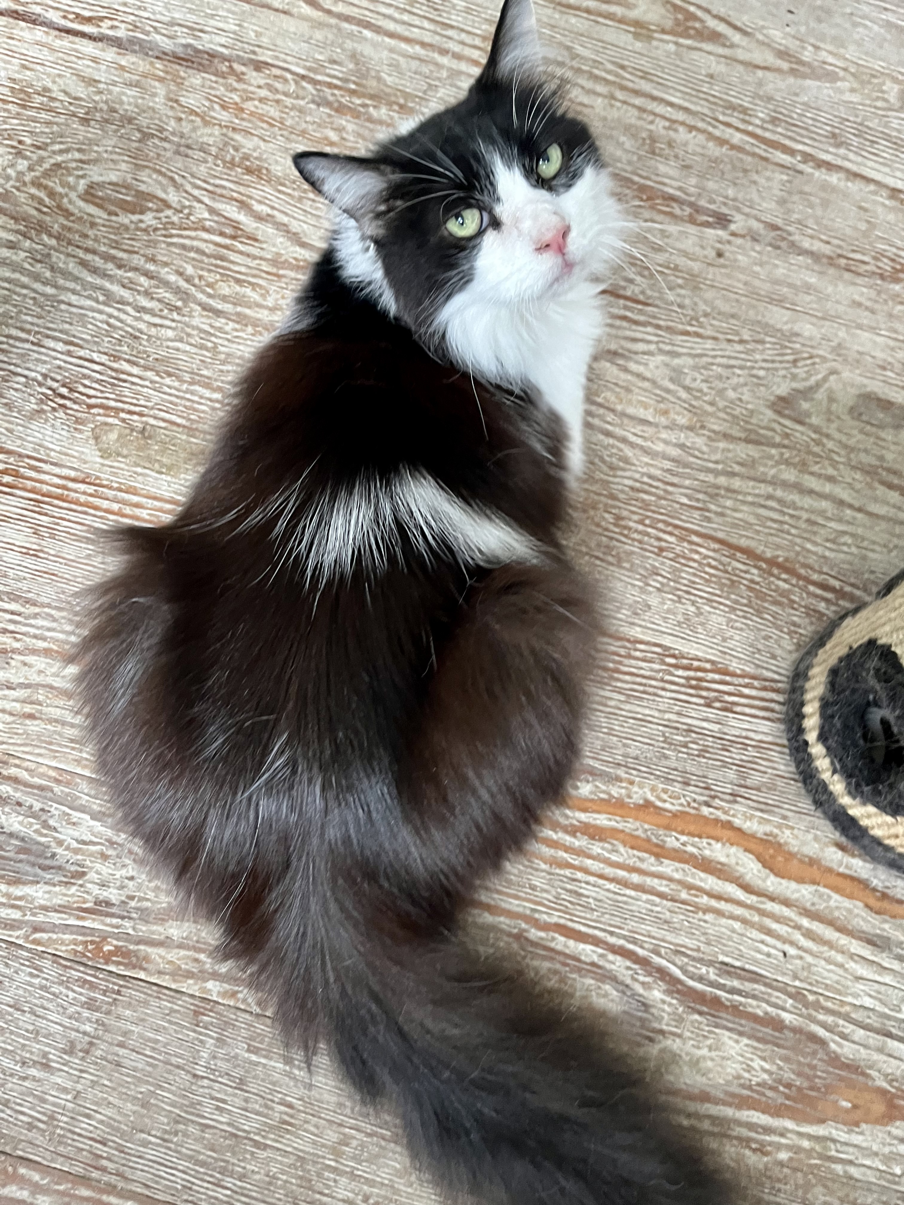 Sylvester, Adoptable, Senior Male Domestic Medium Hair.