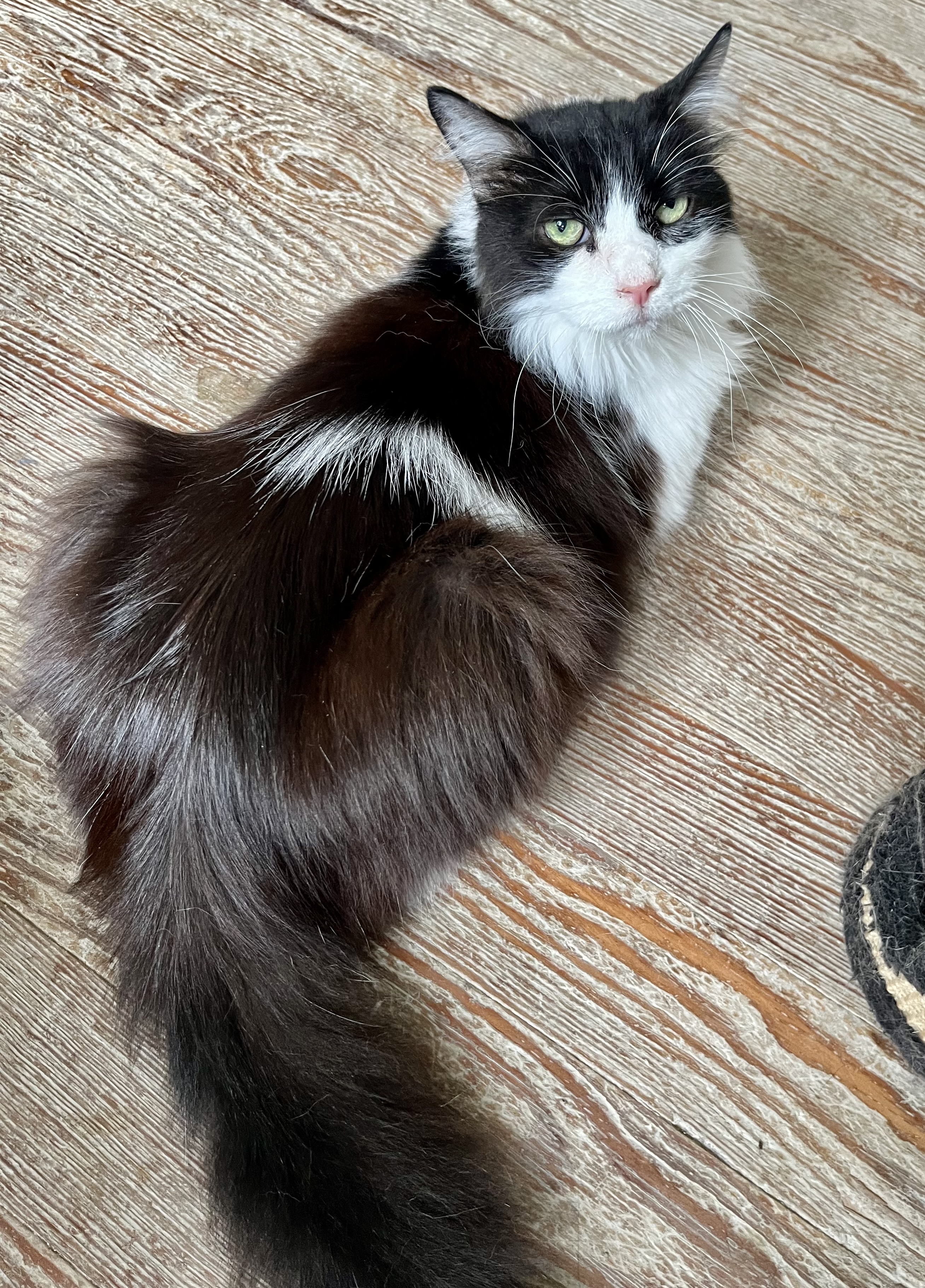 Sylvester, a Adoptable Domestic Medium Hair in Shreveport, LA image 4/4