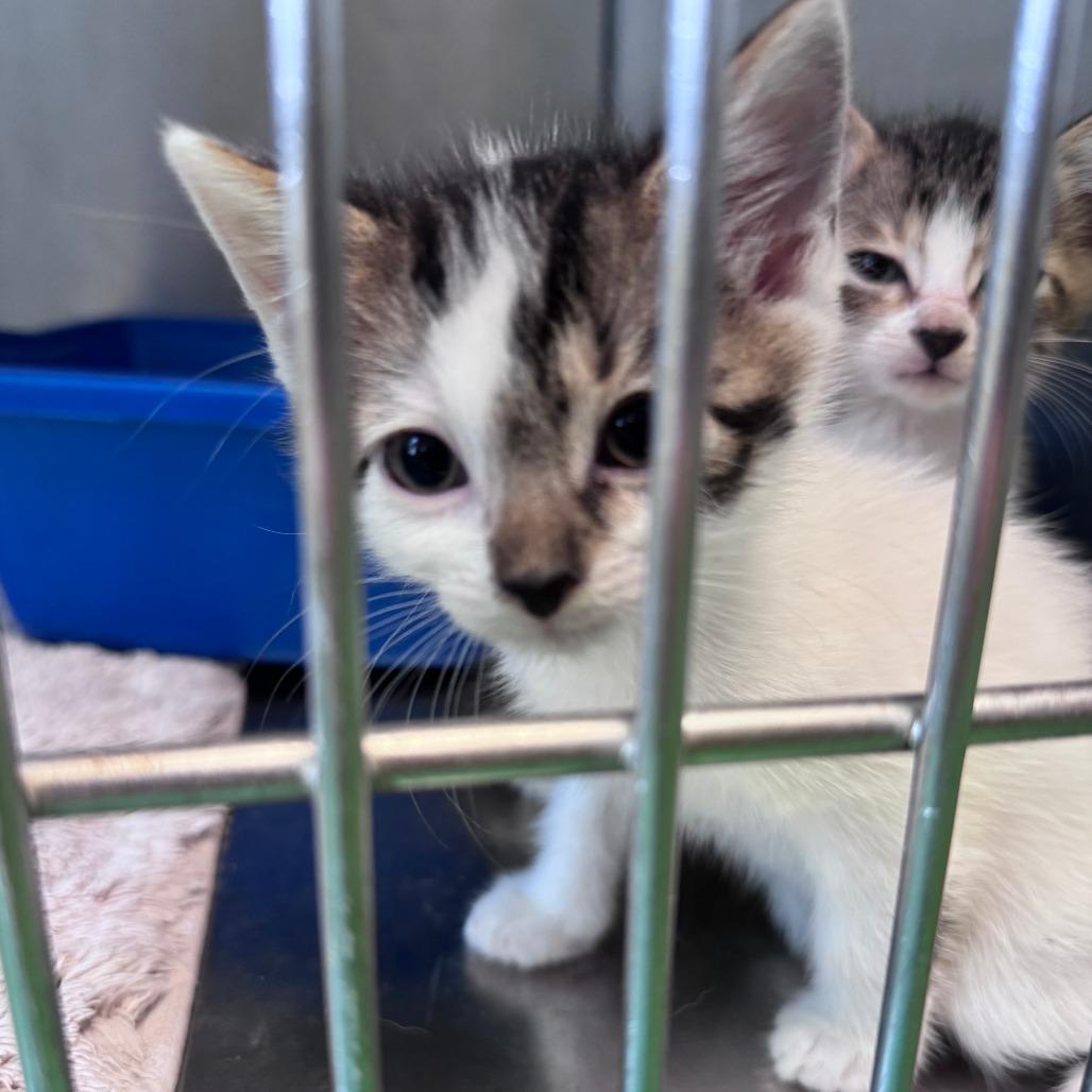 Wartortle, Adoptable, Kitten Male Domestic Short Hair.
