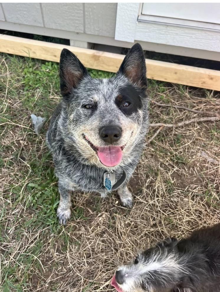 Enlarge Dhylia, an adopted Australian Cattle Dog / Blue Heeler in Arvada, CO image 1/2