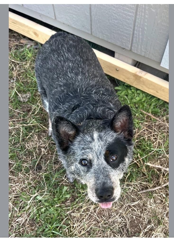 Enlarge Dhylia, an adopted Australian Cattle Dog / Blue Heeler in Arvada, CO image 2/2
