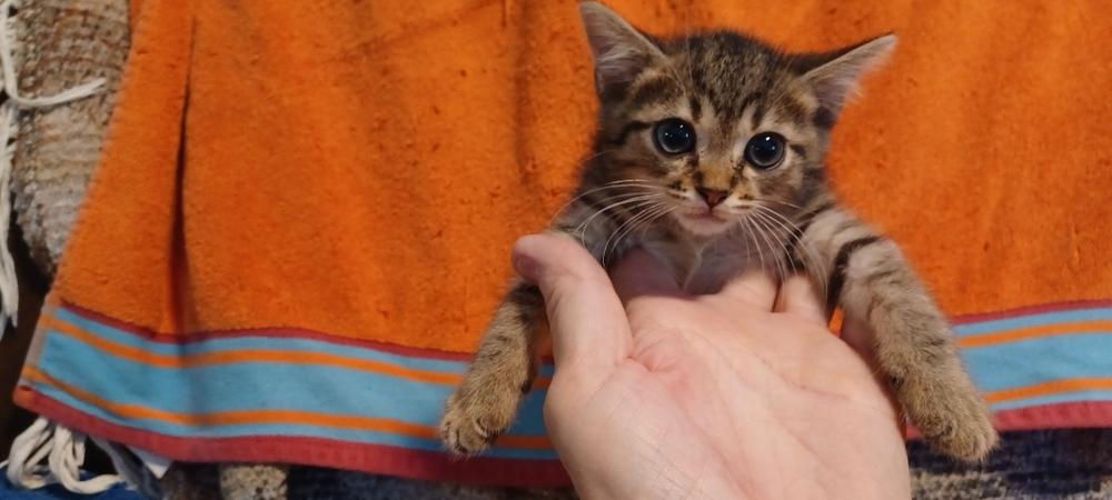 Enlarge Koby, a Adoptable Domestic Short Hair in Orlando, FL image 3/6