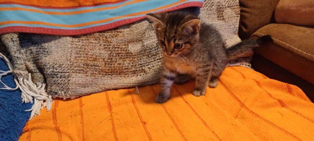 Enlarge Koby, a Adoptable Domestic Short Hair in Orlando, FL image 5/6