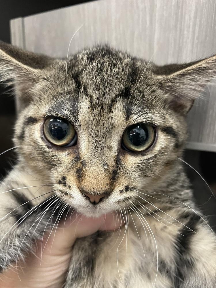 Enlarge Koby, a Adoptable Domestic Short Hair in Orlando, FL image 6/6