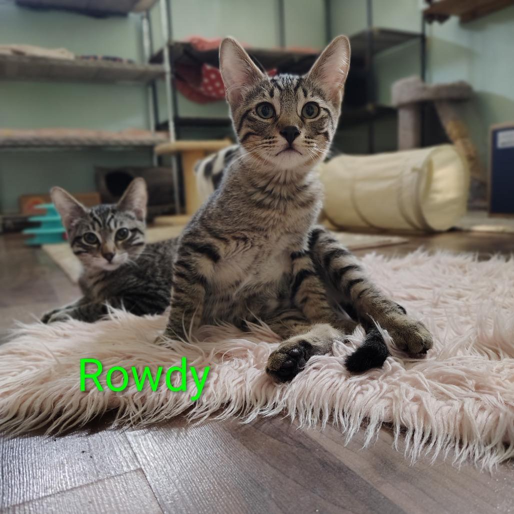 Rowdy, Adoptable, Kitten Male Domestic Short Hair.