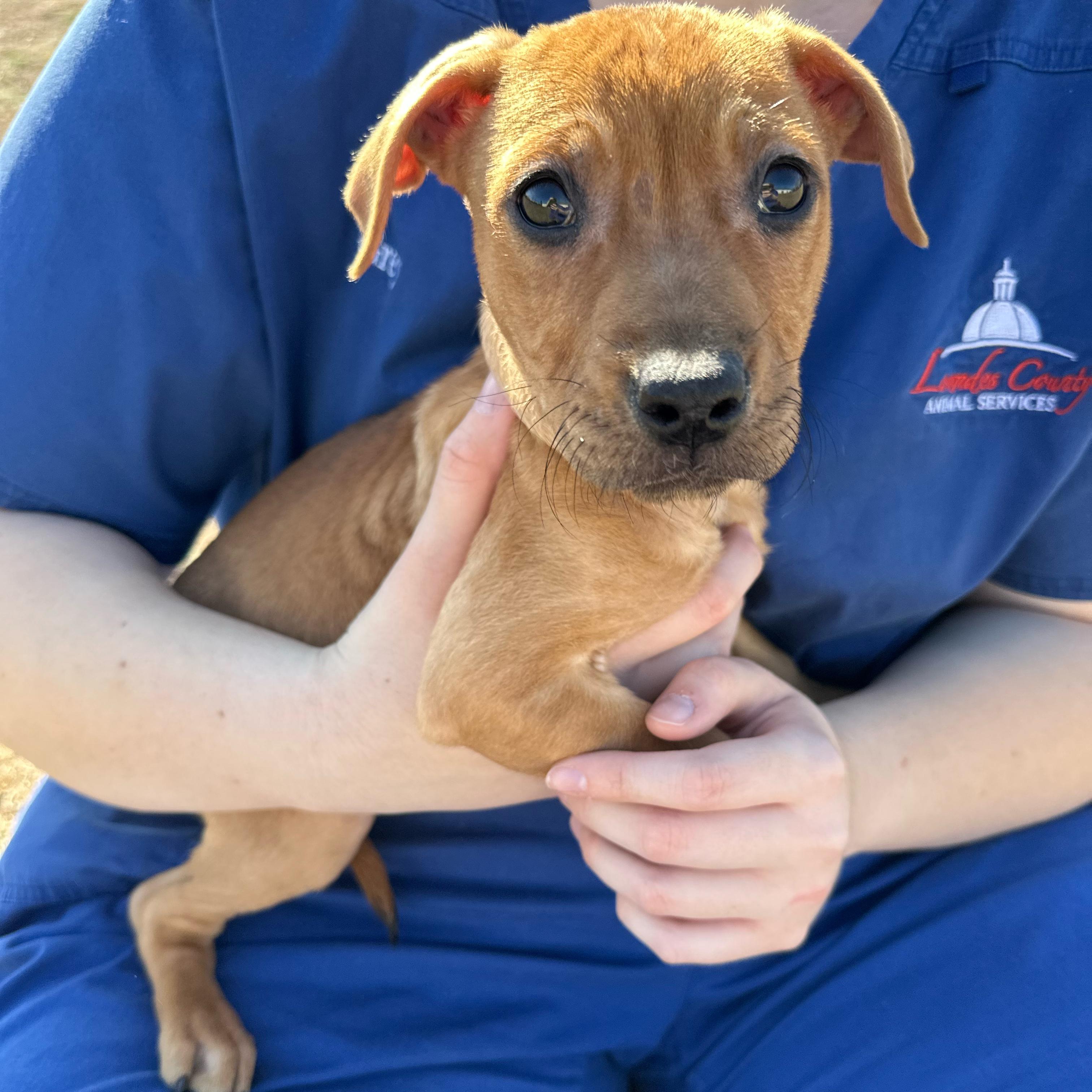 Misty, ADOPTABLE, Puppy Female Pit Bull Terrier.