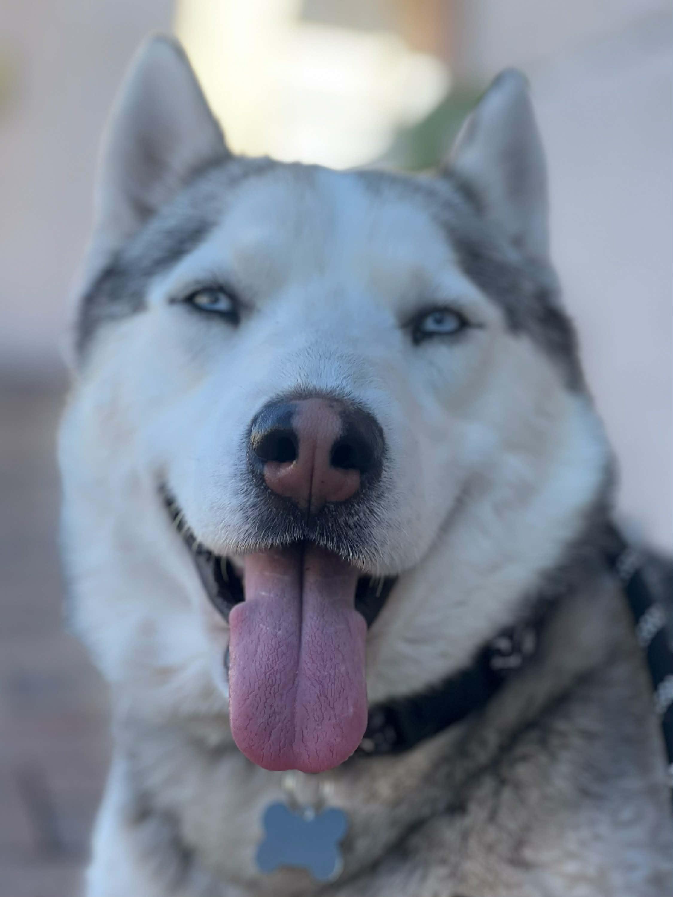 Atlas, ADOPTABLE, Adult Male Siberian Husky & Husky.