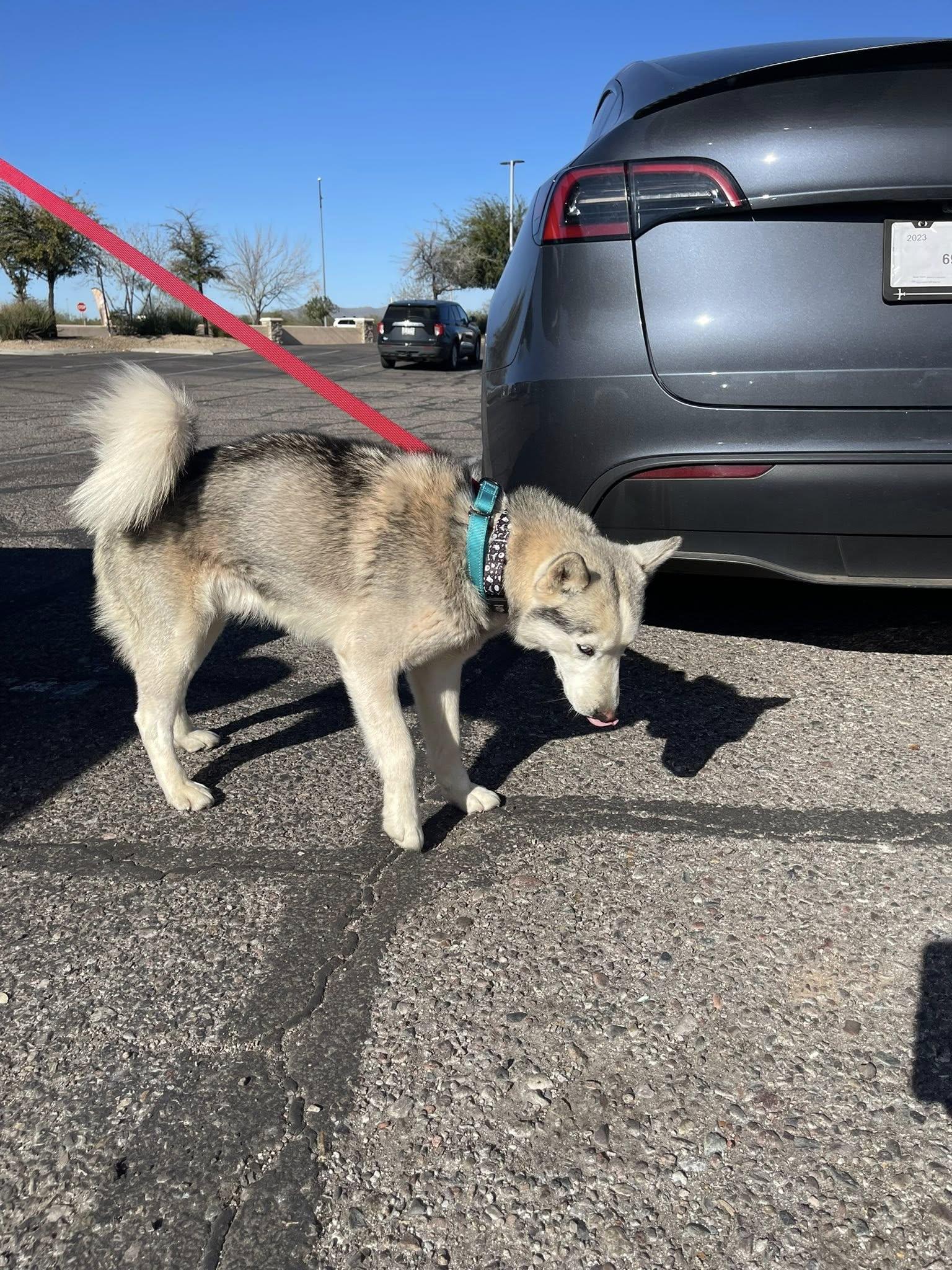 Atlas, a ADOPTABLE mixed breed in Scottsdale, AZ image 5/6