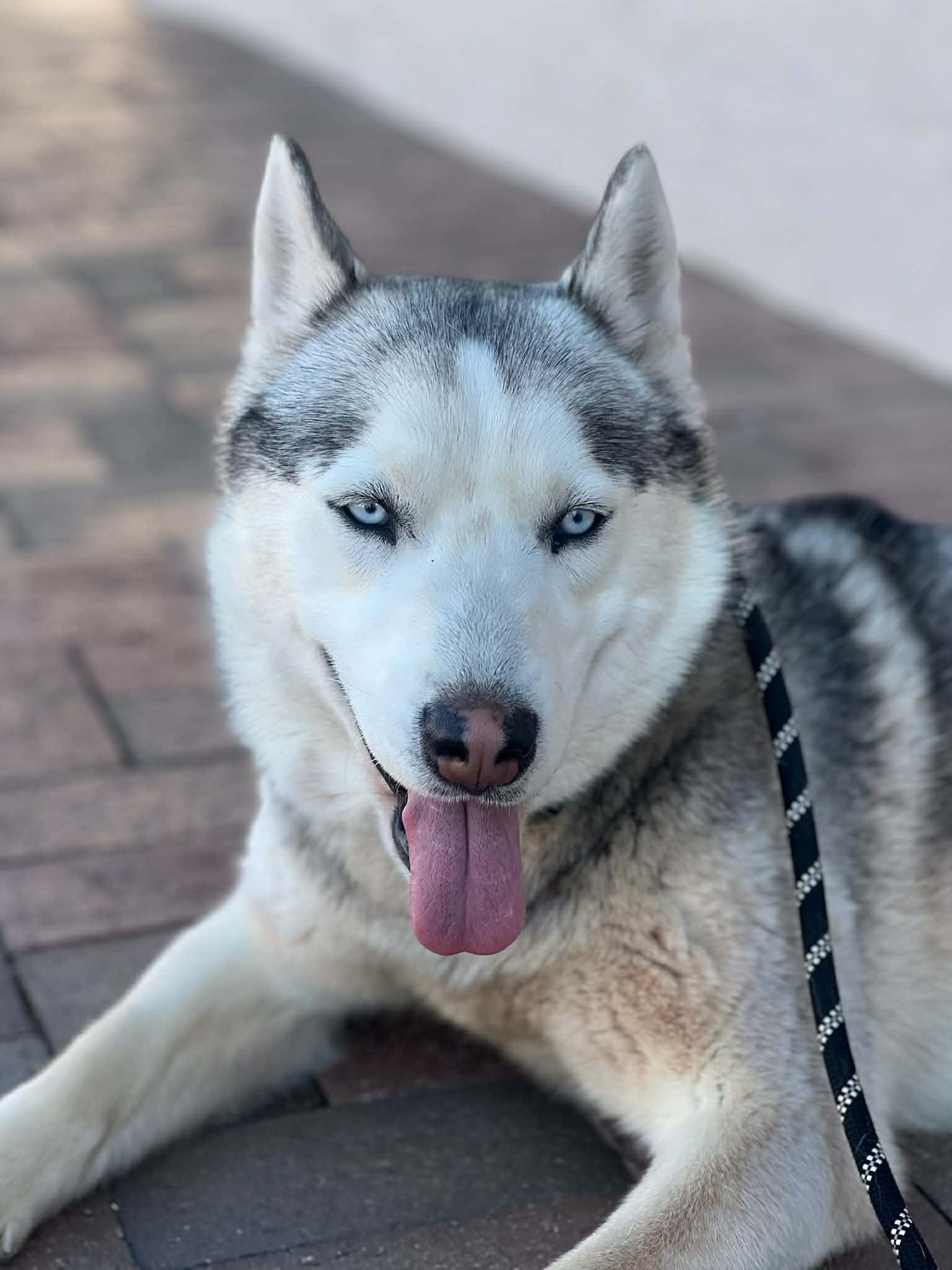 Atlas, a ADOPTABLE mixed breed in Scottsdale, AZ image 2/6