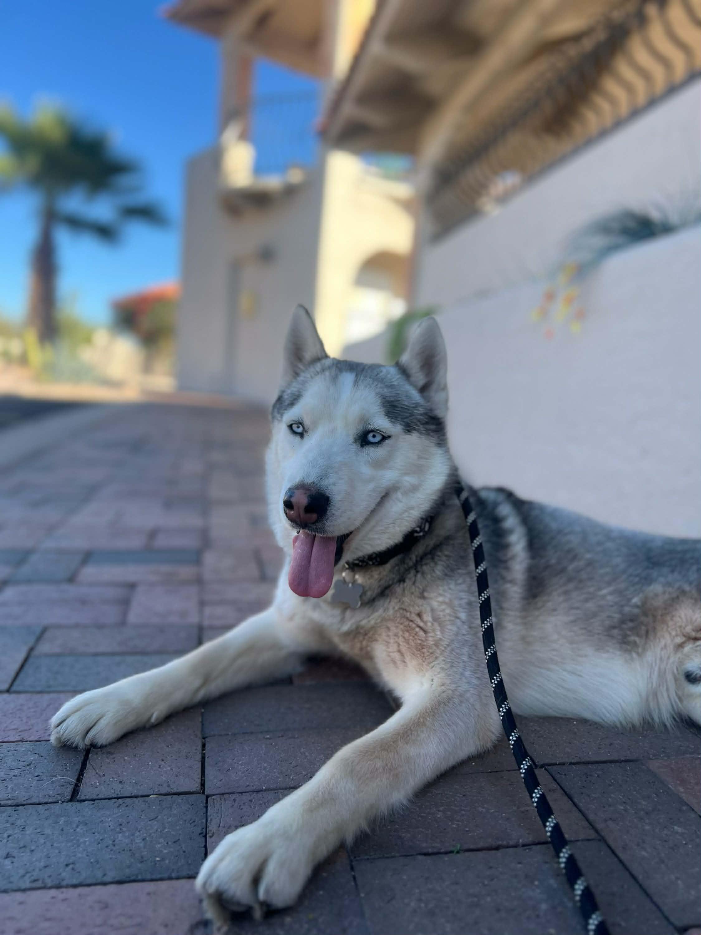 Atlas, a ADOPTABLE mixed breed in Scottsdale, AZ image 4/6