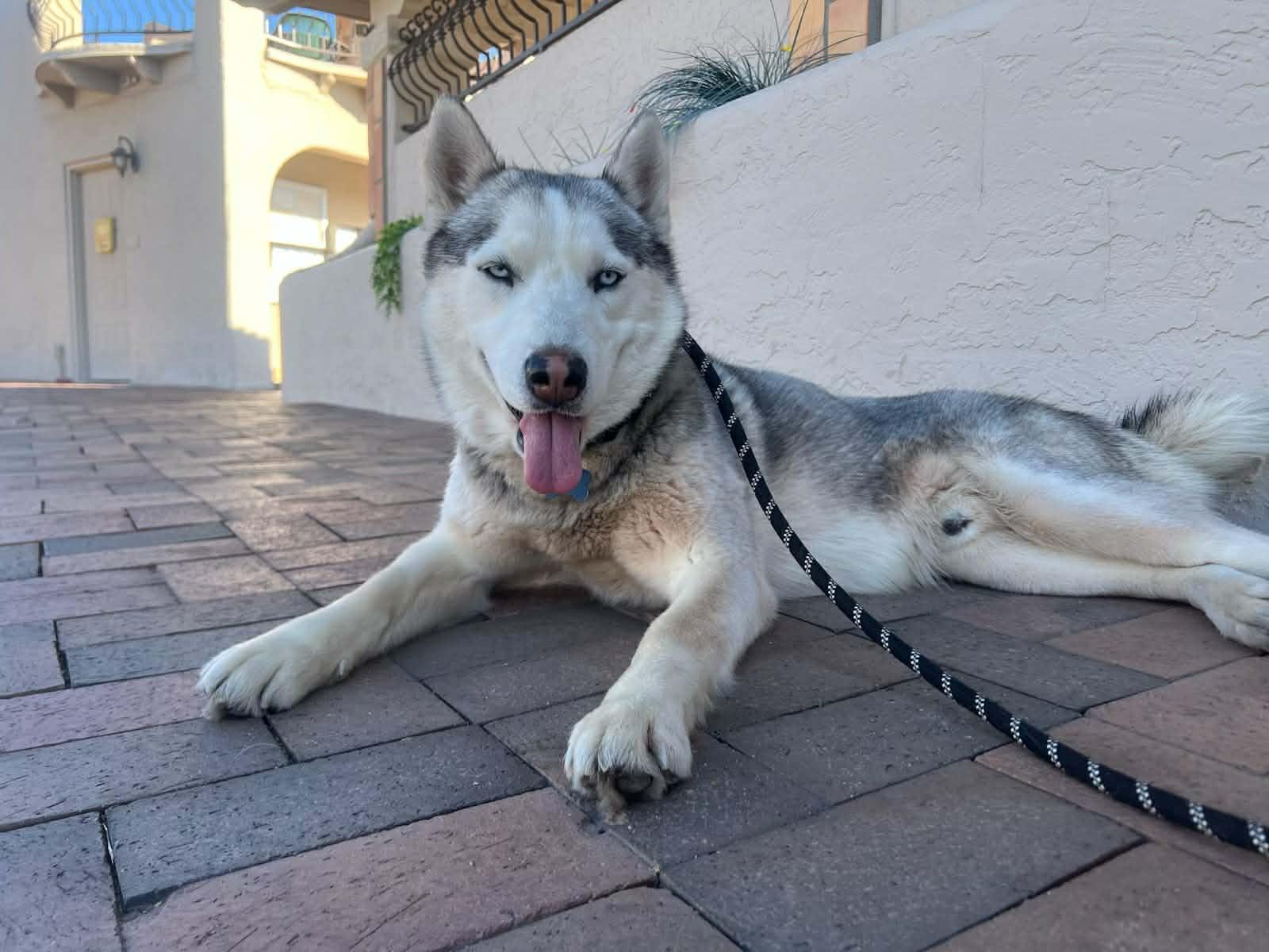 Atlas, a ADOPTABLE mixed breed in Scottsdale, AZ image 3/6