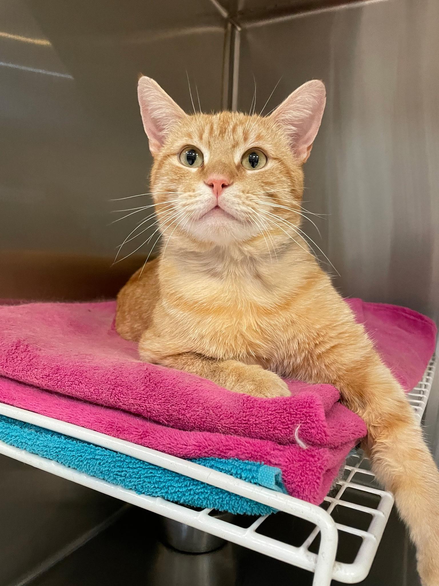 Devlin, a ADOPTABLE Domestic Short Hair in Plymouth, MA image 2/5