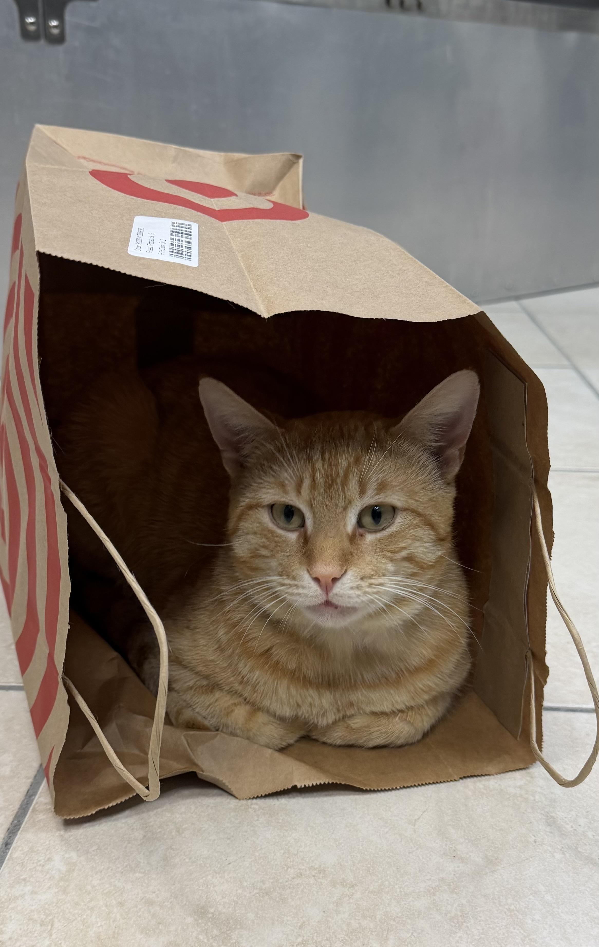 Devlin, a ADOPTABLE Domestic Short Hair in Plymouth, MA image 3/5