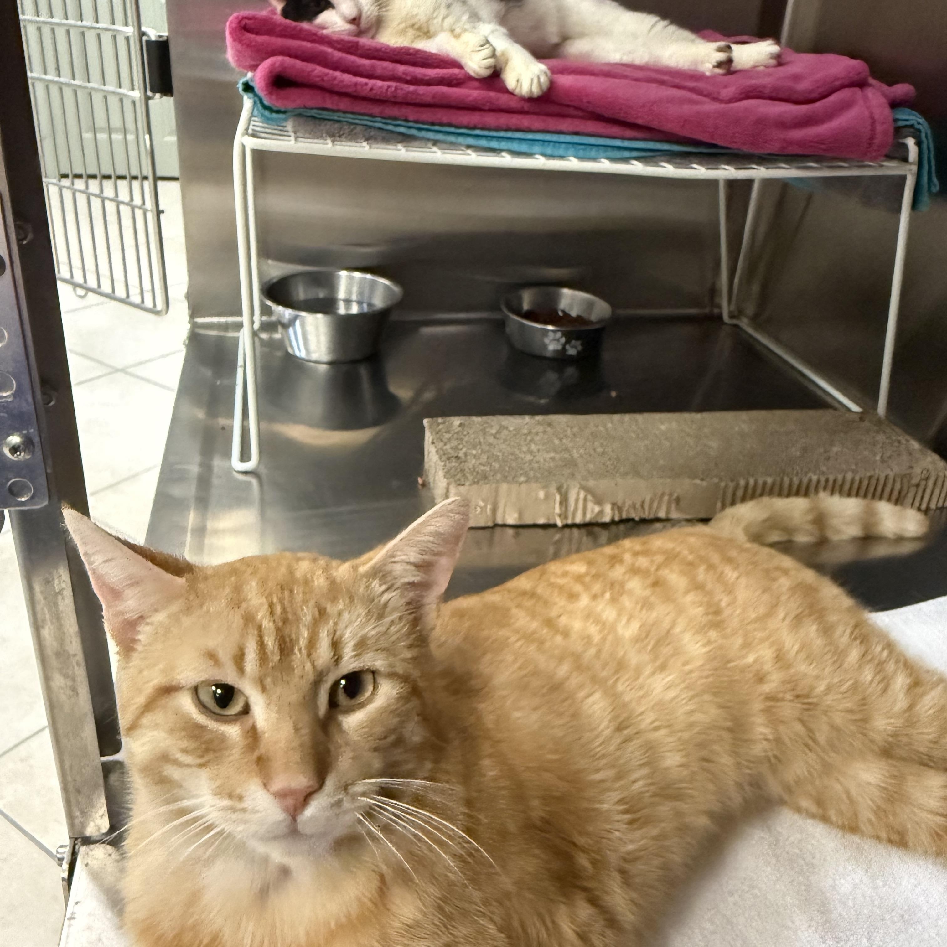 Devlin, a ADOPTABLE Domestic Short Hair in Plymouth, MA image 5/5
