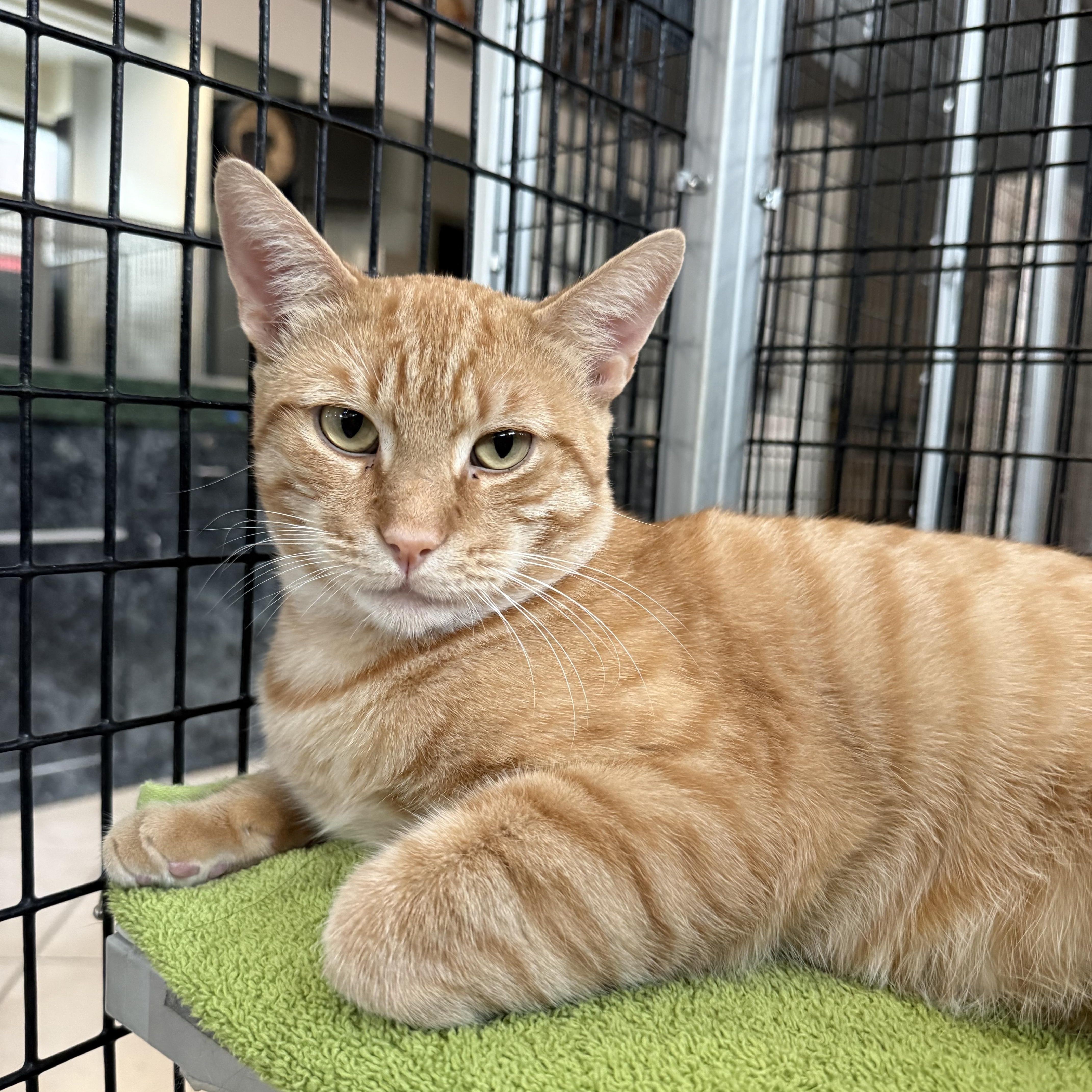 Enlarge Devlin, a ADOPTABLE Domestic Short Hair in Plymouth, MA image 2/5