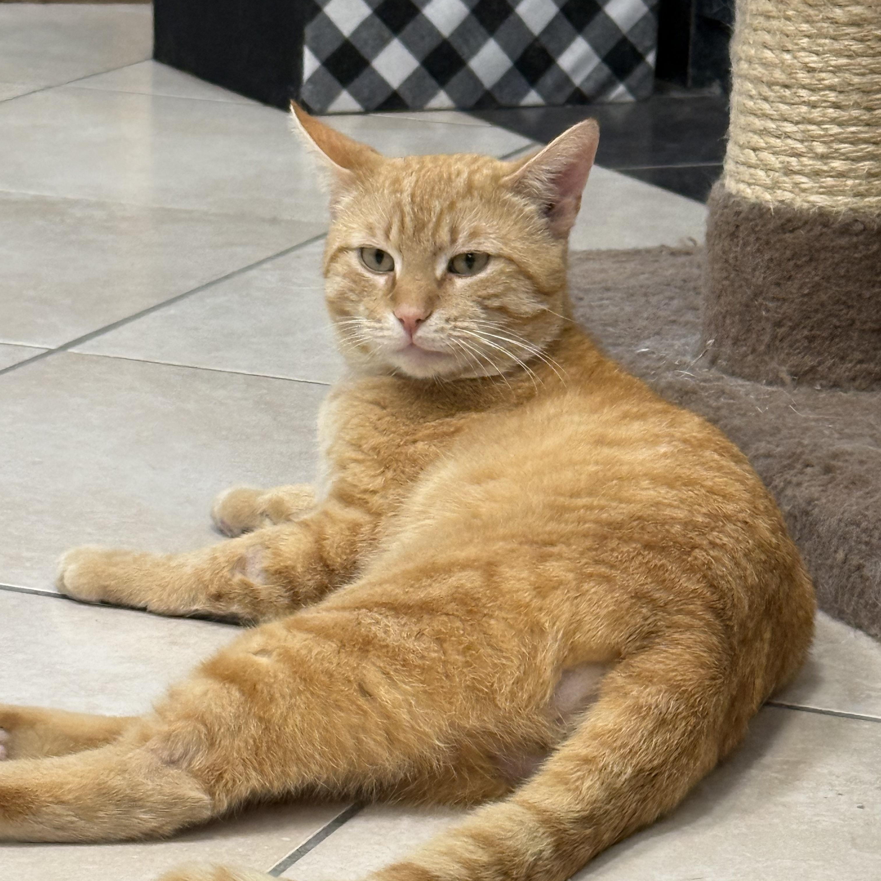 Devlin, ADOPTABLE, Adult Male Domestic Short Hair.