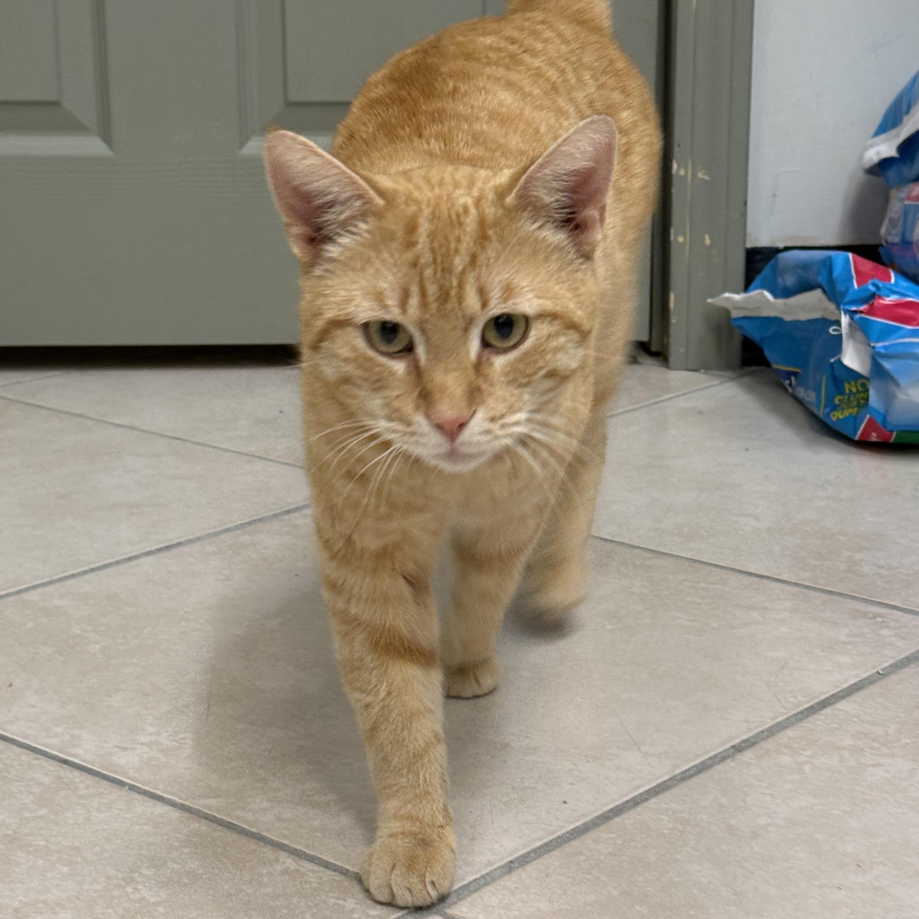 Devlin, a ADOPTABLE Domestic Short Hair in Plymouth, MA image 2/5