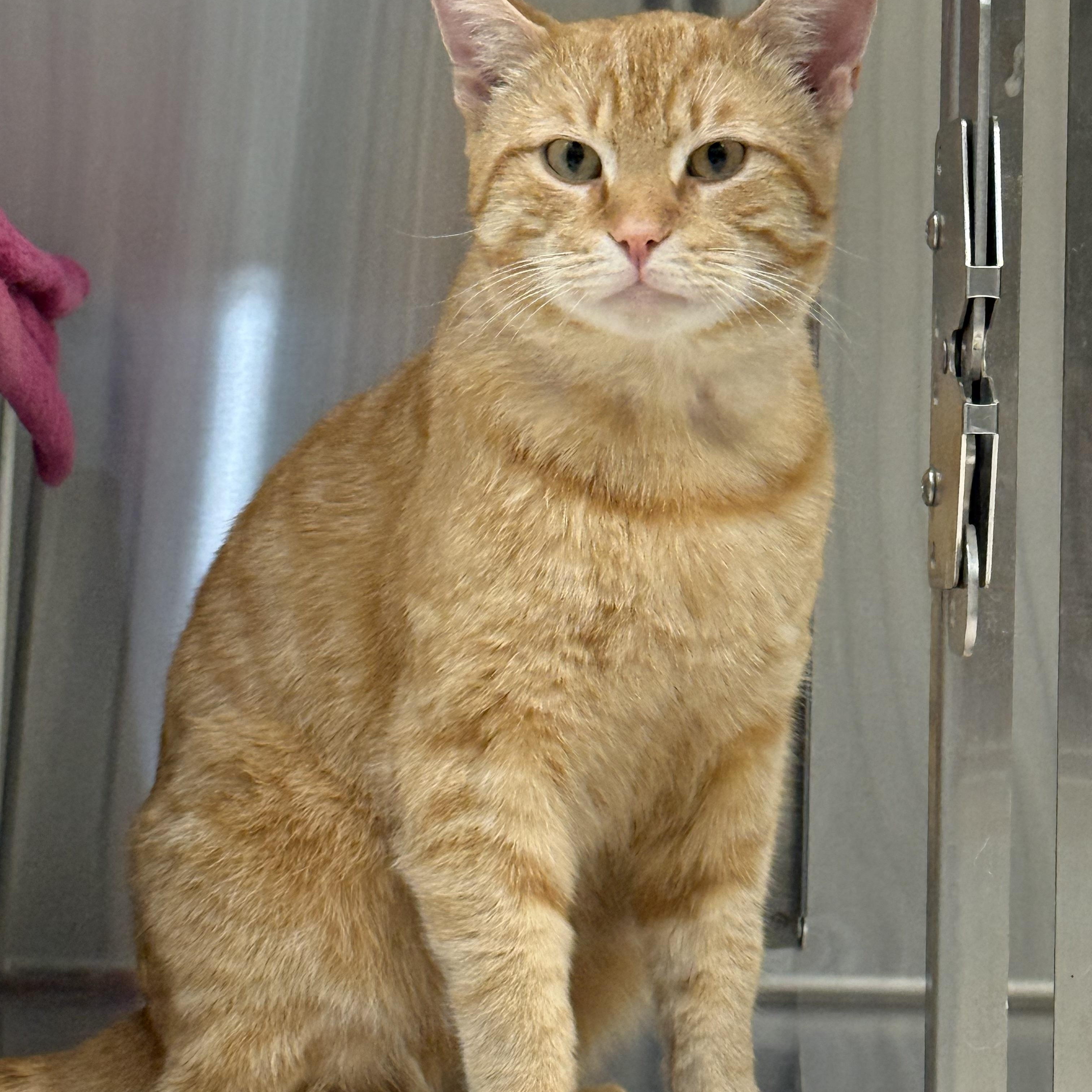 Devlin, ADOPTABLE, Adult Male Domestic Short Hair.