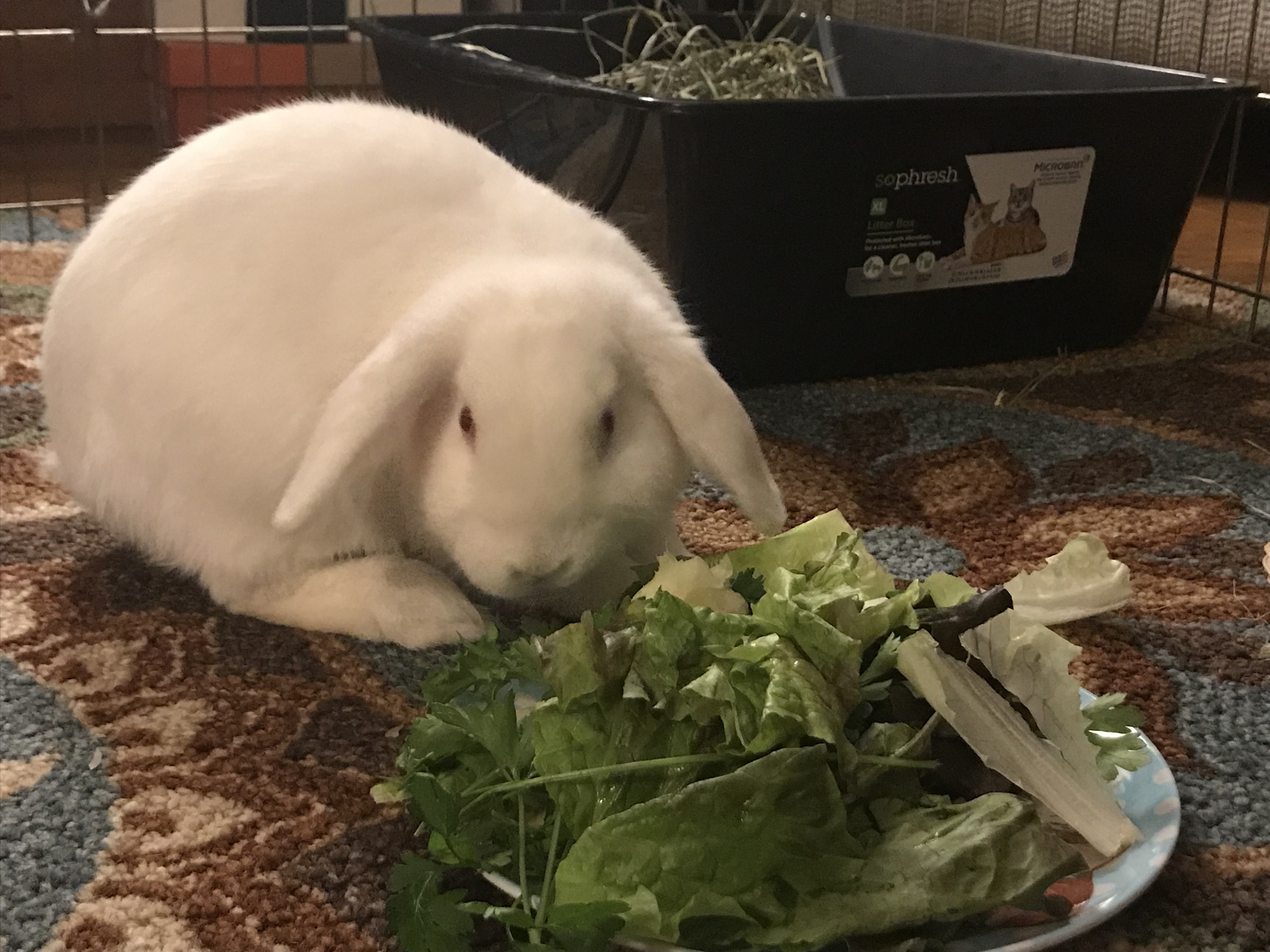 Casper photo 2