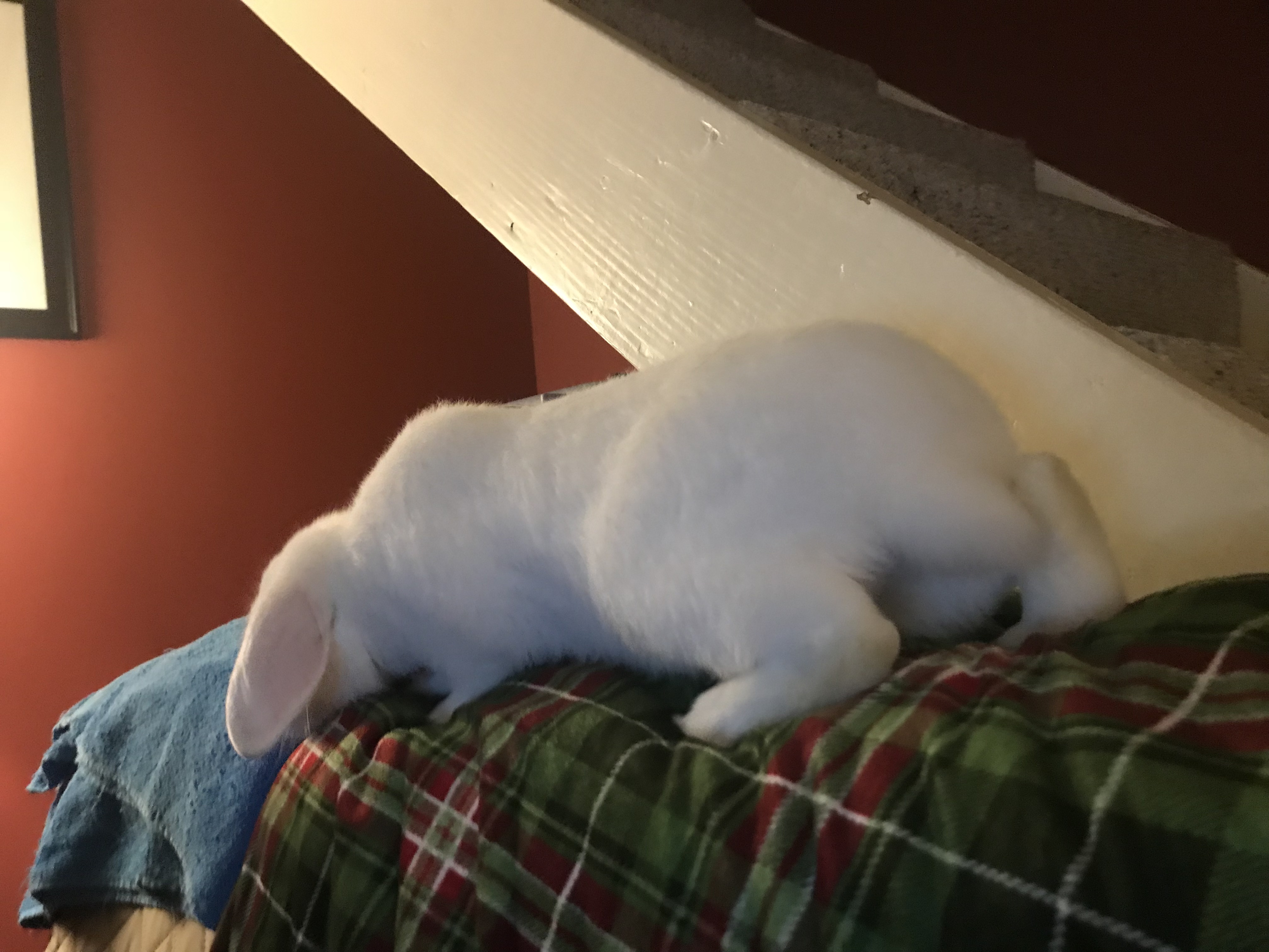 Casper photo 4