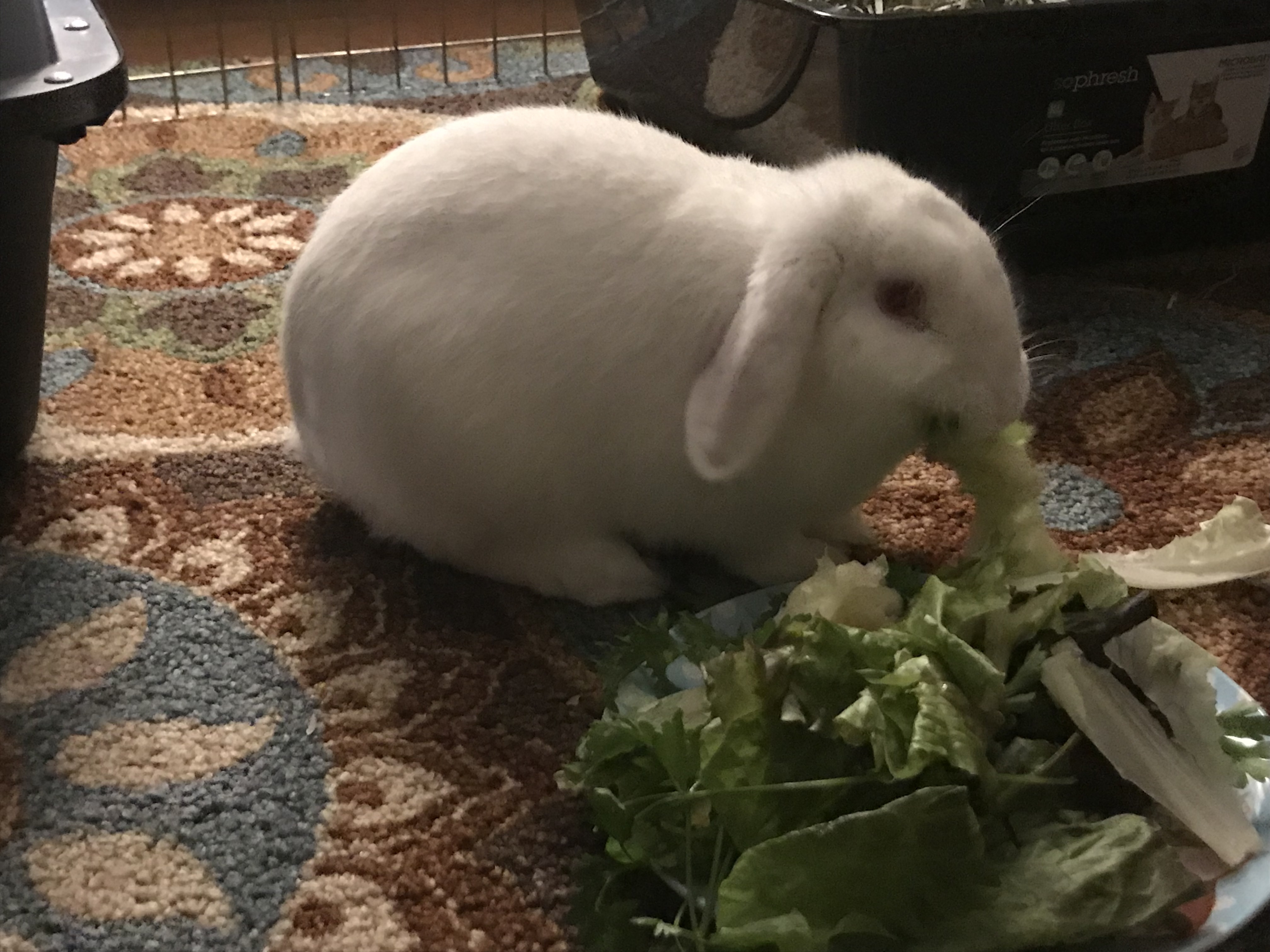Casper photo 3
