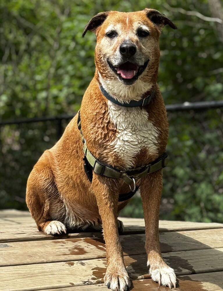 Harper, Adoptable, Adult Female Shepherd & Labrador Retriever.