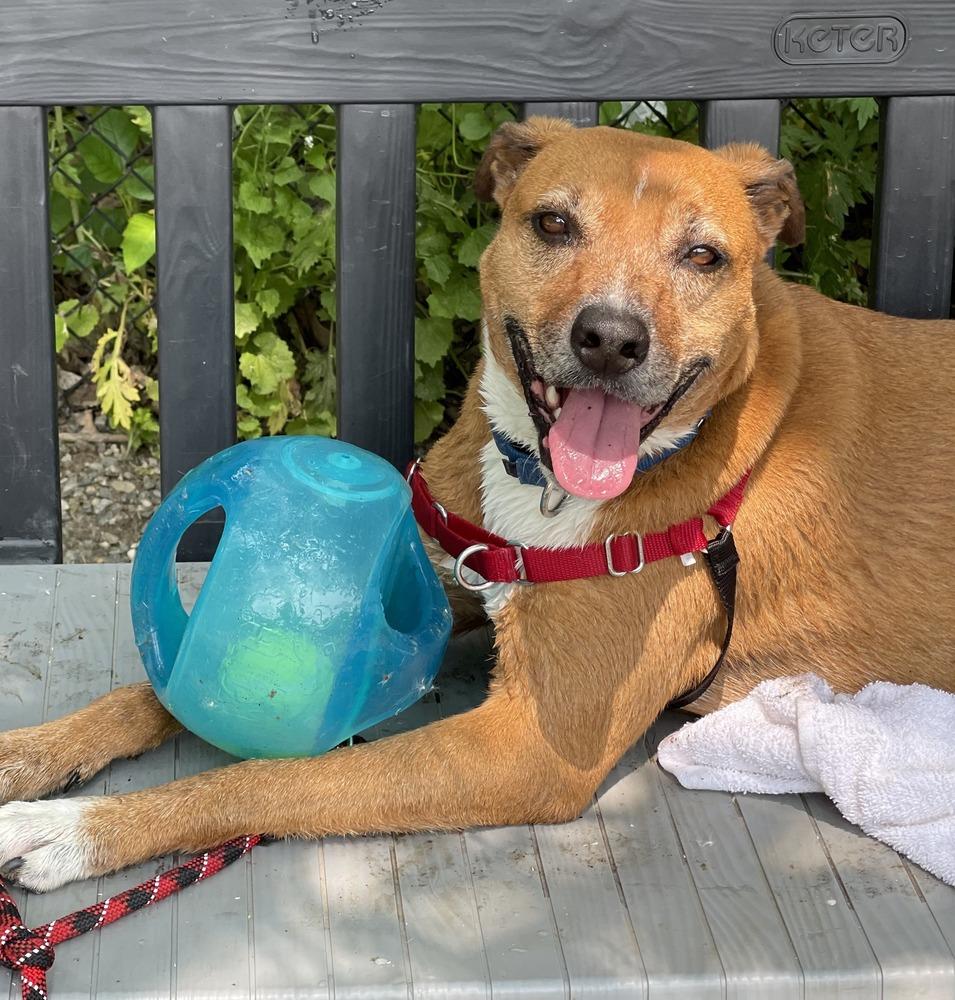 Enlarge Harper, a Adoptable mixed breed in Elmsford, NY image 2/6