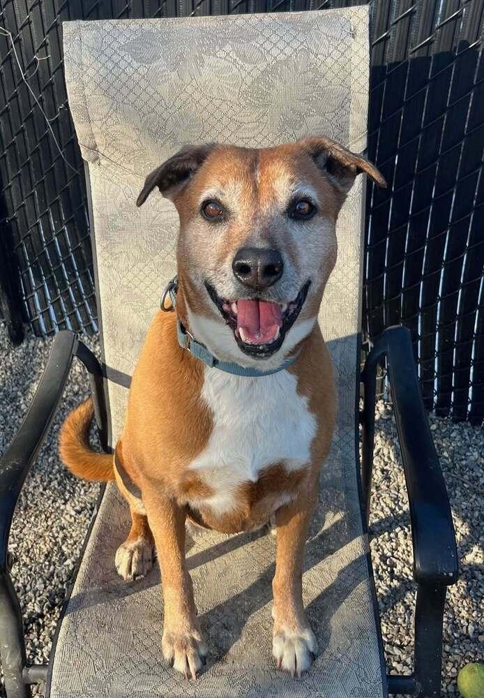 Enlarge Harper, a Adoptable mixed breed in Elmsford, NY image 3/6