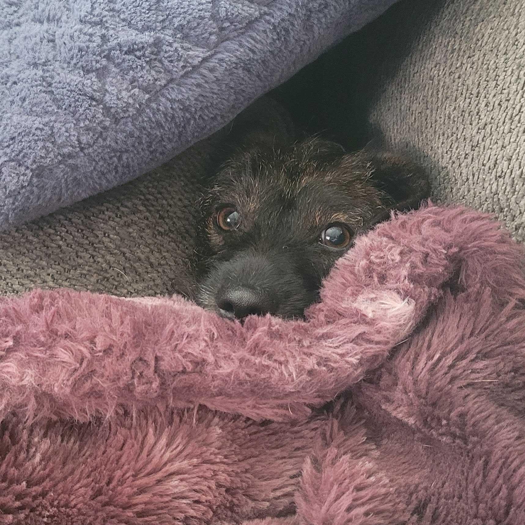 Enlarge Dora, a ADOPTABLE Dachshund in Salt Lake City, UT image 3/4