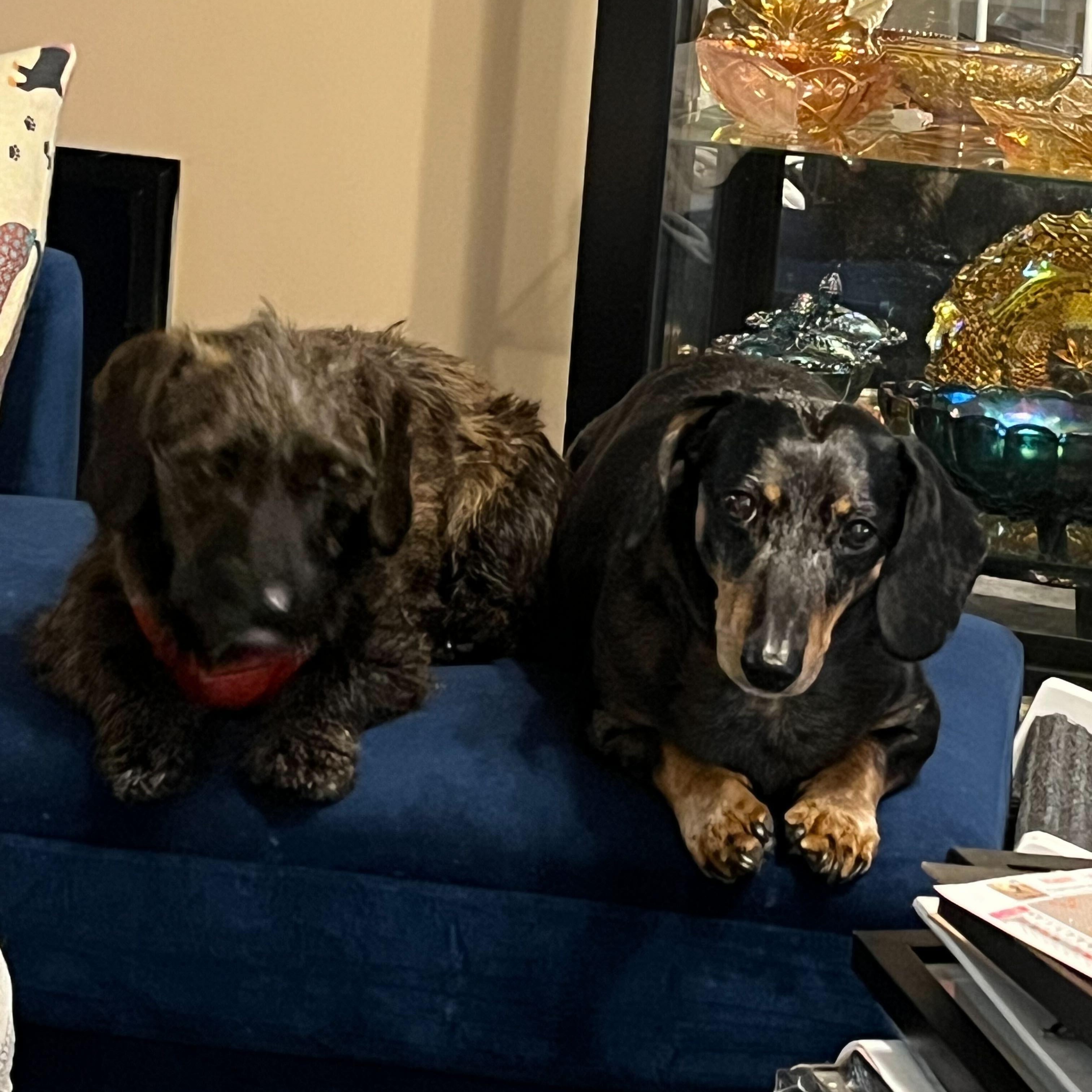 Enlarge Dora, a ADOPTABLE Dachshund in Salt Lake City, UT image 4/4