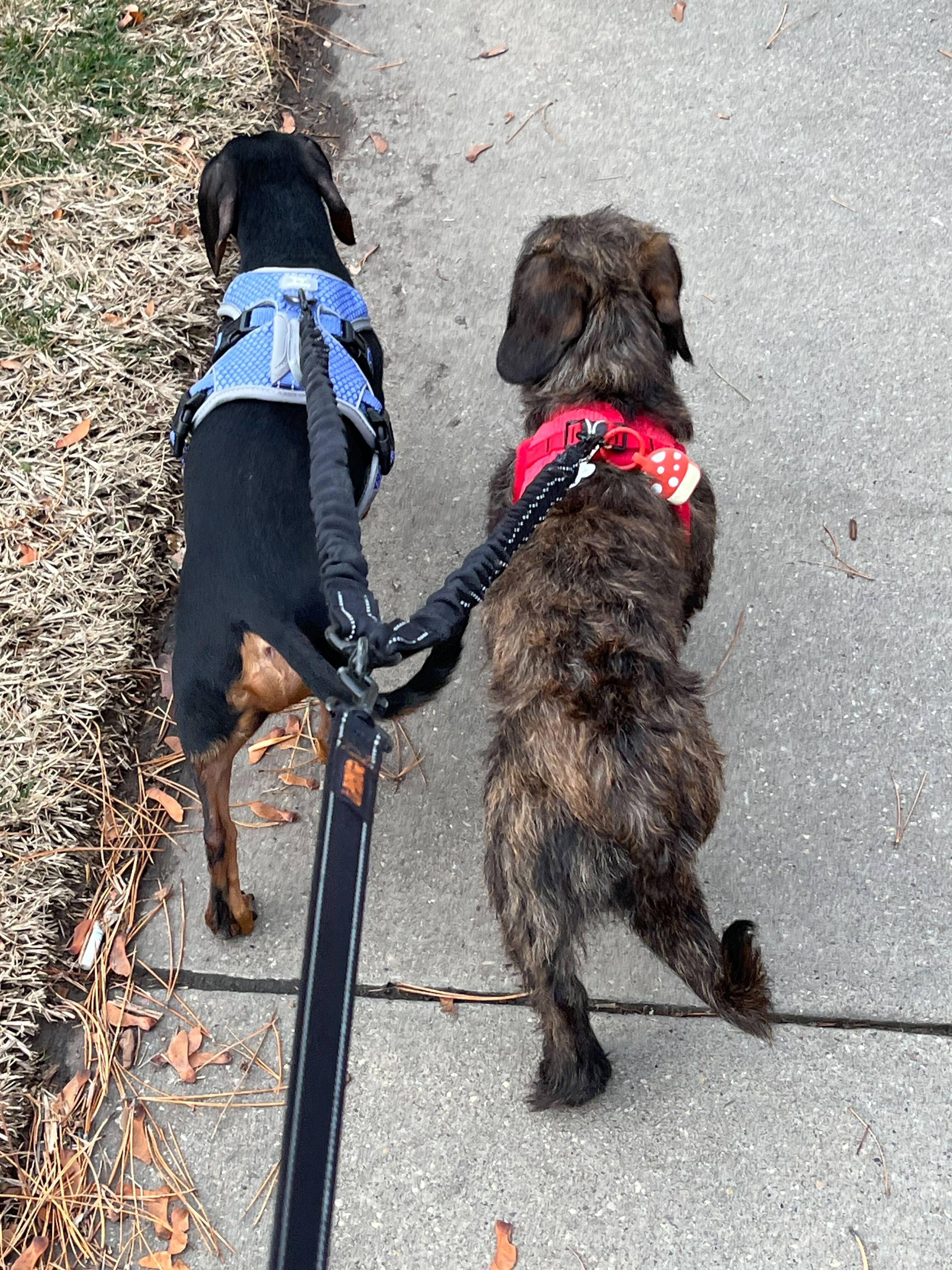 Enlarge Dora, a ADOPTABLE Dachshund in Salt Lake City, UT image 2/4