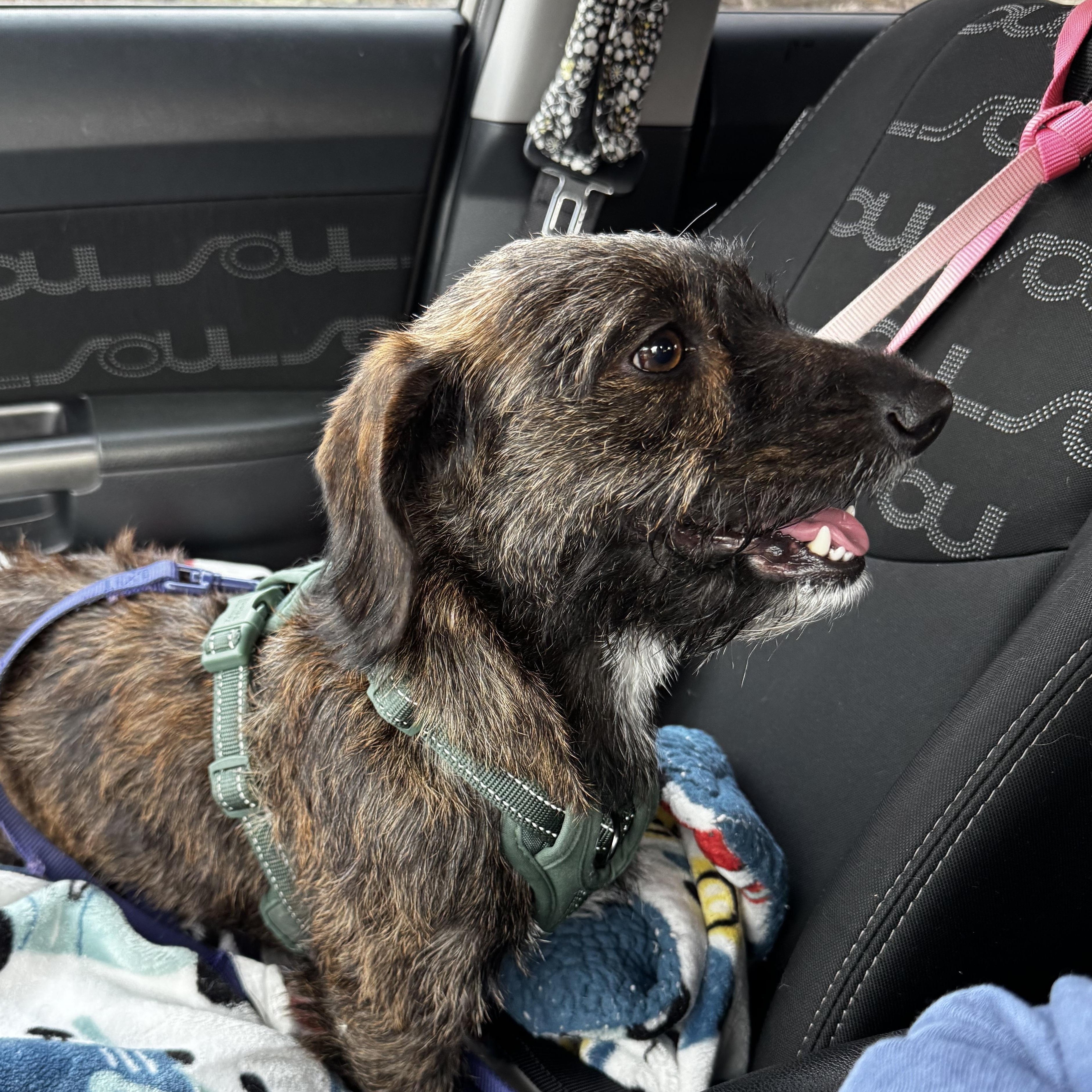 Enlarge Dora, a ADOPTABLE Dachshund in Salt Lake City, UT image 1/4