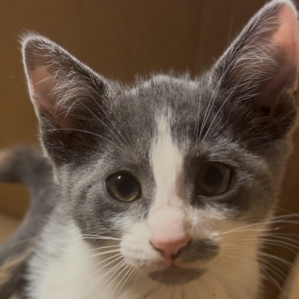 Merryweather, Adoptable, Kitten Female Domestic Short Hair.