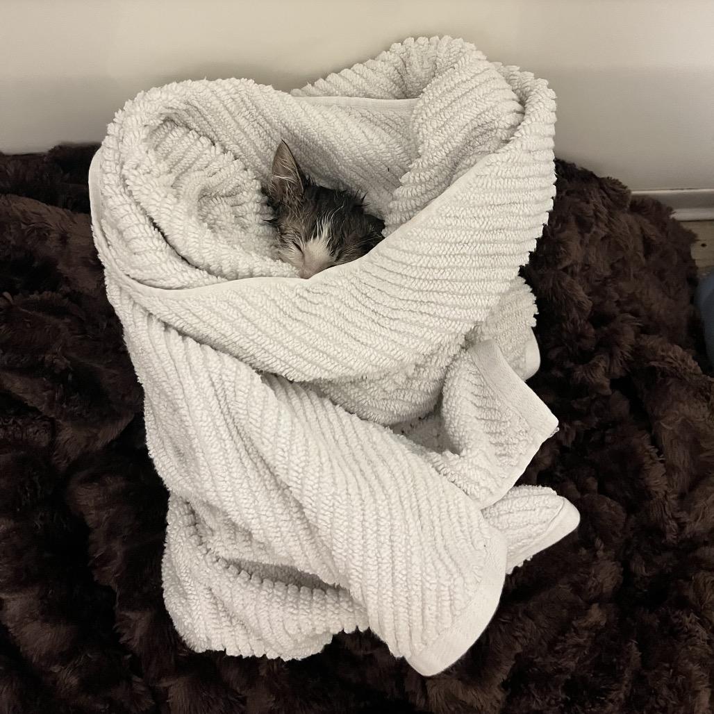 Miller, Adoptable, Kitten Male Domestic Short Hair.