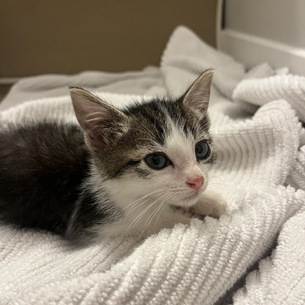 Miller, a Adoptable Domestic Short Hair in Escondido, CA image 2/6