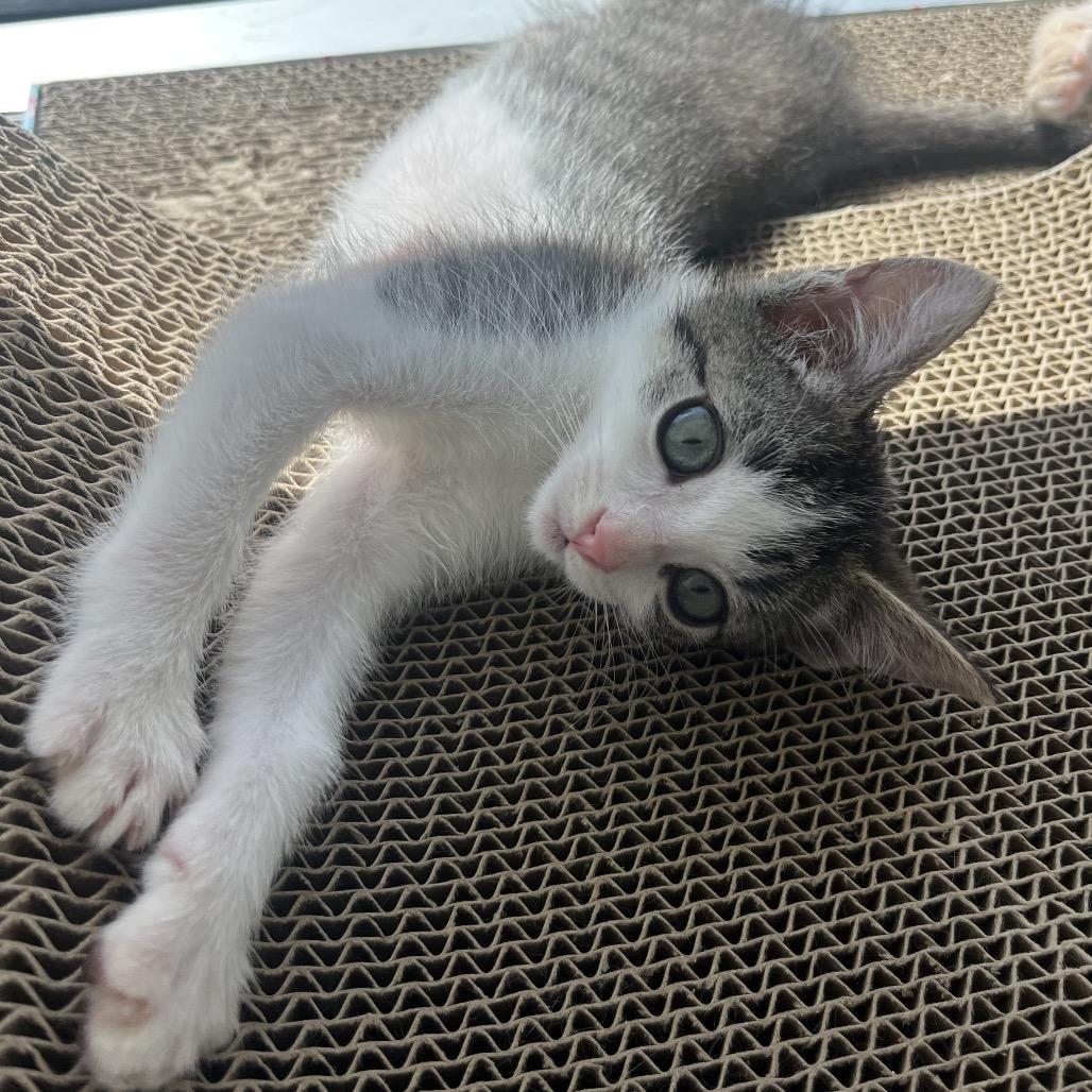 Miller, a Adoptable Domestic Short Hair in Escondido, CA image 4/6