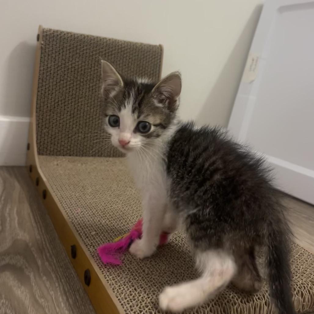 Miller, a Adoptable Domestic Short Hair in Escondido, CA image 5/6