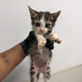 Miller, a Adoptable Domestic Short Hair in Escondido, CA image 6/6